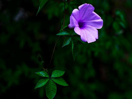 牽牛花暗調(diào)攝影（個(gè)人主頁(yè)-ZNDI5MjA4MjQ=） - 產(chǎn)品攝影 - 站酷設(shè)計(jì)師鯊魚shsrk攝影原創(chuàng)素材 - 站酷ZCOOL