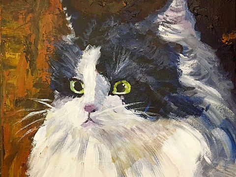 别人家的猫