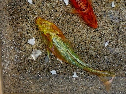 一盆鱼（个人主页-ZMjUyMDIwMzY=） - 绘画 - 站酷设计师老大哥在看你原创素材 - 站酷ZCOOL