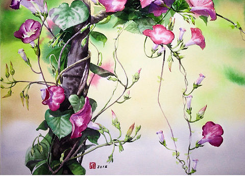 牵牛花