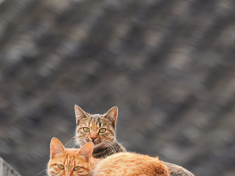 大隐隐于市的大橘和花狸