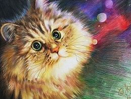 彩铅画（猫咪）