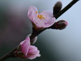 二月春風暖  十里桃花開