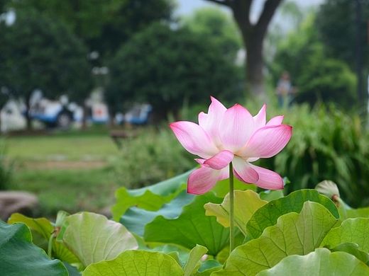 橘子洲头
