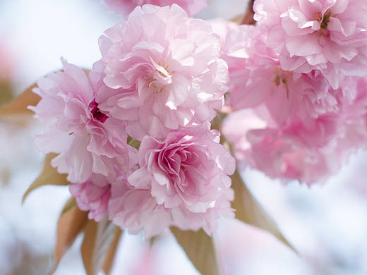 花开季（个人主页-ZMjEyNzY0OTY=） - 人像摄影 - 站酷设计师465739788原创素材 - 站酷ZCOOL