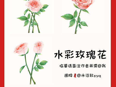 原创插画iPad水彩玫瑰花卡通唯美清新月季花