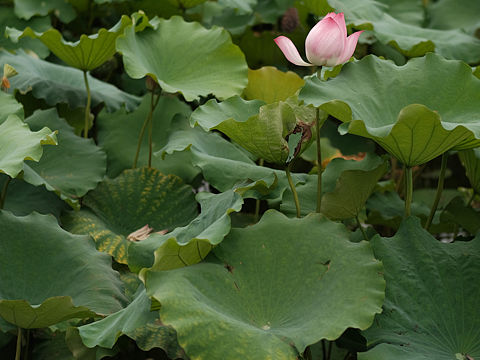 西湖·荷花