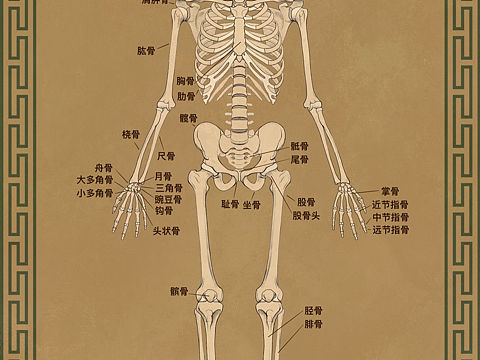 人体骨骼研究