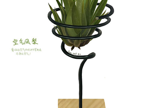 关于一些植物的手绘