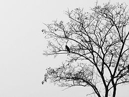 攝影：老樹(shù)昏鴉