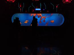 《看·拍·窥探》