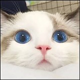 K哥不会画的头像