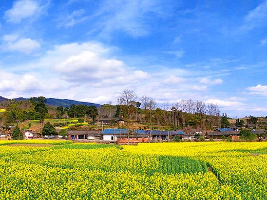 油菜花海（个人主页-ZMjY1MDI2MjQ=） - 风光摄影 - 站酷设计师保时杰原创素材 - 站酷ZCOOL