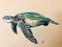 鉛語鉛尋feng 超寫實(shí)彩鉛手繪