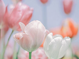 春天，可爱的郁金香