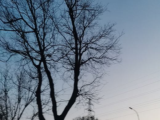 枯树（个人主页-ZNTg5NDY0MTY=） - 风光摄影 - 站酷设计师Z304775535原创素材 - 站酷ZCOOL