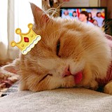 有情绪的猫的头像