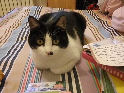 猫咪（个人主页-ZMTk5NzUwODA=） - 宠物摄影 - 站酷设计师一木一森林原创素材 - 站酷ZCOOL