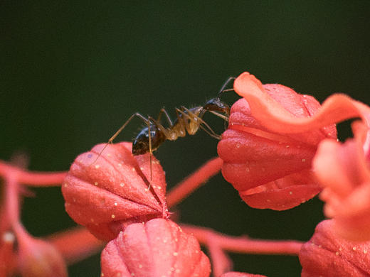 ant