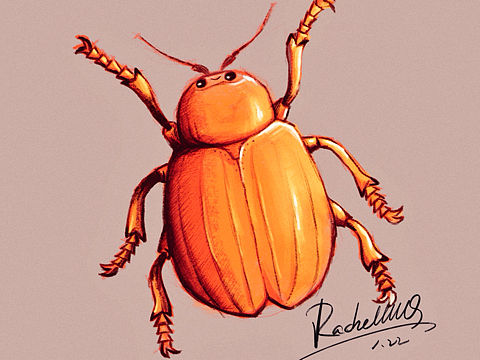 手绘甲壳虫（个人主页-ZMjU4Mzk4MjQ=） - 创作习作 - 站酷设计师RachellllQ原创素材 - 站酷ZCOOL