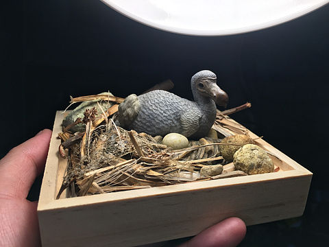 究极model studio-渡渡鸟场景