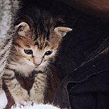 颜Taurusyyt的头像
