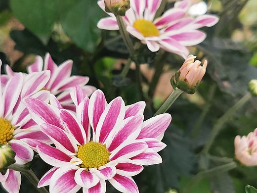 手机摄影（个人主页-ZNDUyNzU1NDg=） - 风光摄影 - 站酷设计师林小小夕原创素材 - 站酷ZCOOL