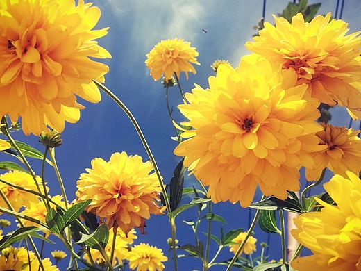 妈妈种的小黄花