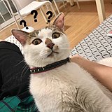enomoooo的头像
