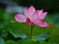 雨后荷塘（个人主页-ZMzQ4NTEy） - 产品摄影 - 站酷设计师otherthink原创素材 - 站酷ZCOOL