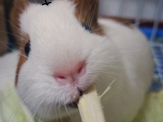 我和宠物的日常第一回