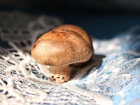 香菇
