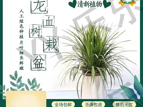 绿植（龙血树）（主图+详情页）