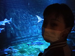 做深海的魚，沙漠的蛇，荒野的石頭。