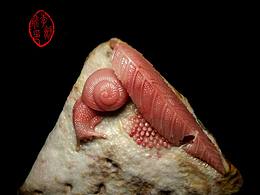 巴林石岩石巧色《安居乐业》