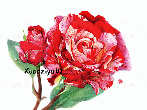 彩铅—《月季花》