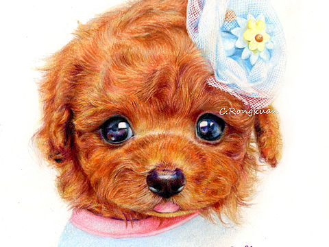 【溶萱彩铅】小泰迪