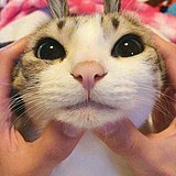 困到不行的猫仔的头像