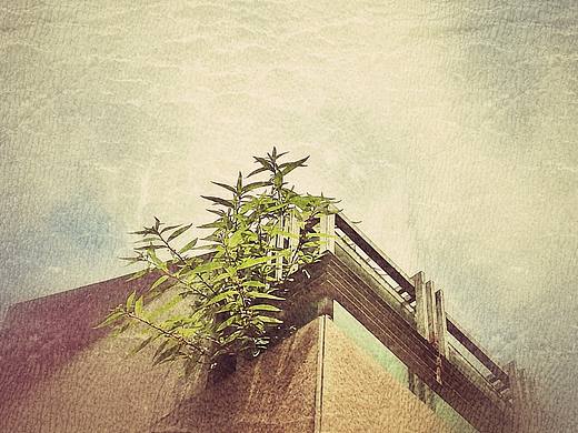 楼顶的植物