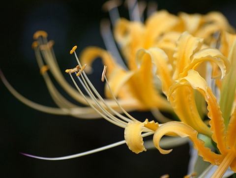 banner设计（个人主页-ZMjA2NjQ4ODQ=） - 其他网页 - 站酷设计师辛丽丹原创素材 - 站酷ZCOOL