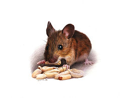 一月:第二周:树叶