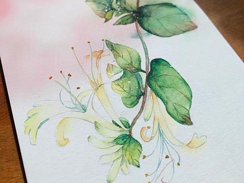 水彩花卉练笔--金银花