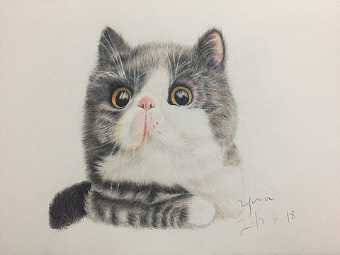 临摹彩铅猫咪