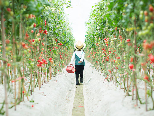 不是小草莓的小番茄也是网红