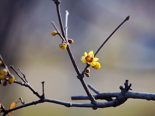 梅——古城腊梅（个人主页-ZMTk5MjU5NDA=） - 风光摄影 - 站酷设计师木鱼说原创素材 - 站酷ZCOOL