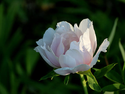芍药
