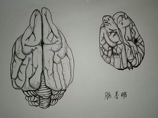 兽医|犬脑萎缩（个人主页-ZMjczNTM4MzI=） - 绘画 - 站酷设计师黄泉路撒冷原创素材 - 站酷ZCOOL