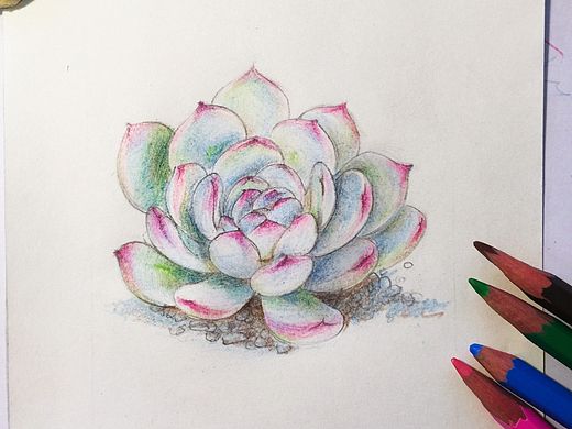 彩铅多肉-花月夜