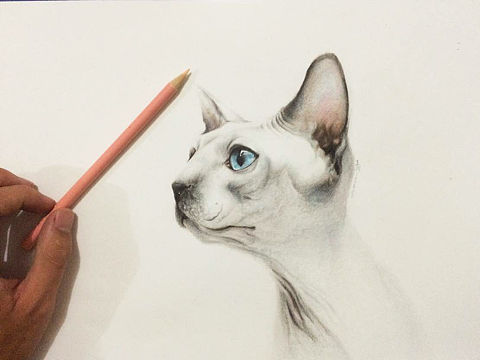 彩铅手绘  加拿大无毛猫