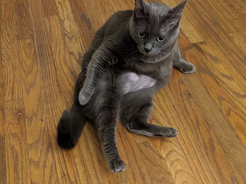 小猫咪插画手绘